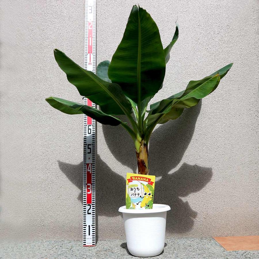 ドワーフ キャベンディッシュ バナナ(家庭でも育てられる三尺バナナ