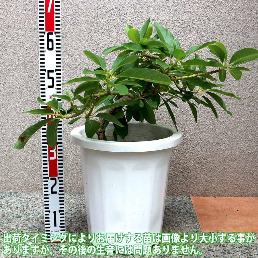 アボカドの苗木 品種：タワー2(開花タイプ:B)【果樹苗 5年生 接木苗 30cmポット／1本】 |  | 01