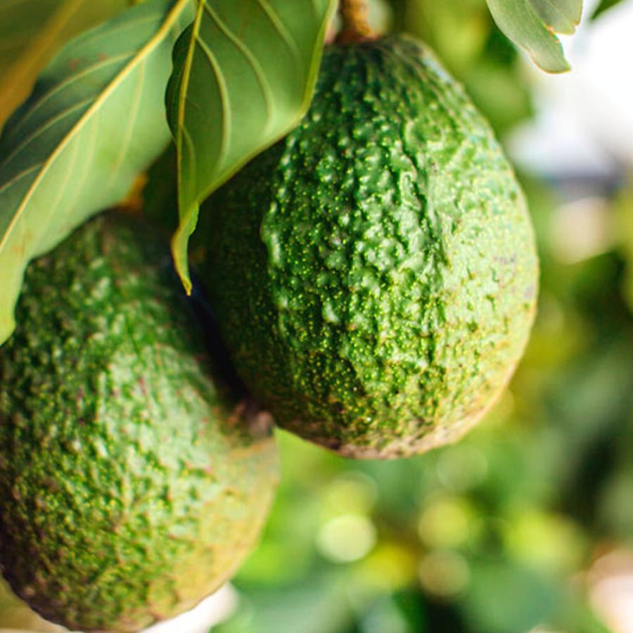 アボカドの苗木 品種：タワー2(開花タイプ:B)【果樹苗 5年生 接木苗 30cmポット／1本】 |  | 02