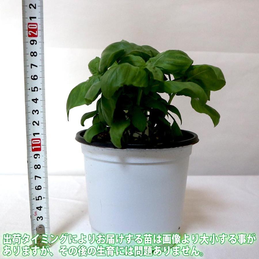 送料無料 エバーリーフ ジェノベーゼ スイートバジルの苗 ハーブ苗 12cmポット 1個 人気 ハーブの苗 バジル苗 スイートバジル苗 野菜苗 家庭菜園 ガーデニ 1 Itanse 1285 Shopooo By Gmo 通販 Yahoo ショッピング