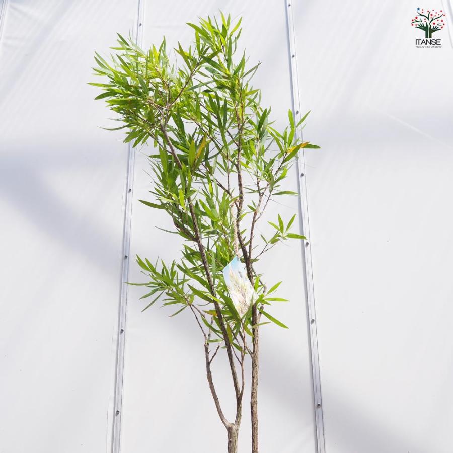 カリステモン ウィルダネスホワイト 【花木苗 8号／1個売り