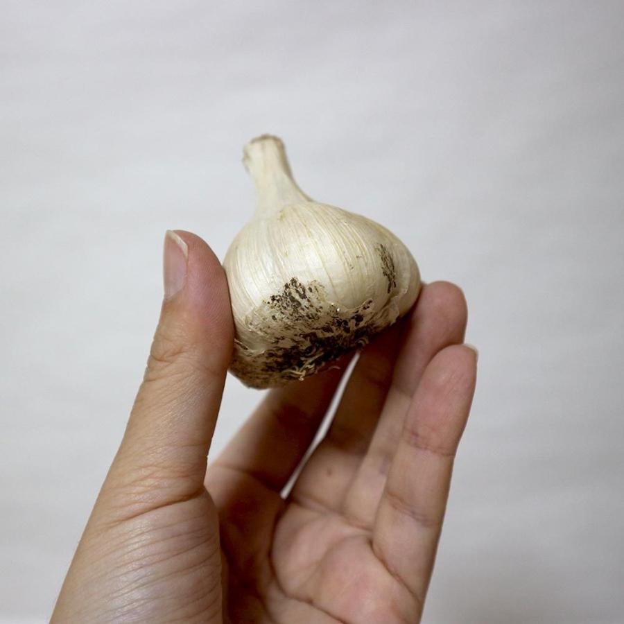 送料無料 ホワイト六片にんにく 種球根 野菜球根 裸球5球セット にんにく種 にんにく球根 ニンニク球根 ニンニク種 家庭菜園 初心者 簡単 苗 裸球 株 家庭 1 Itanse 12 Shopooo By Gmo 通販 Yahoo ショッピング