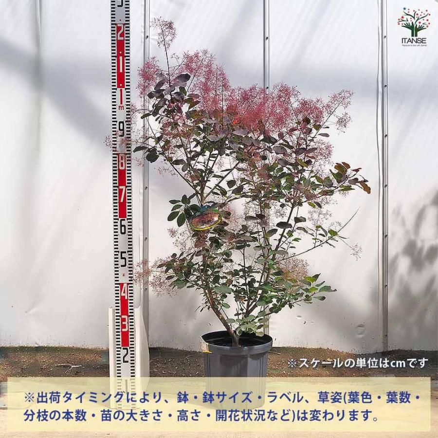 スモークツリー ダスキーメイデン 【花木苗 8号／1個売り】 : shopooo