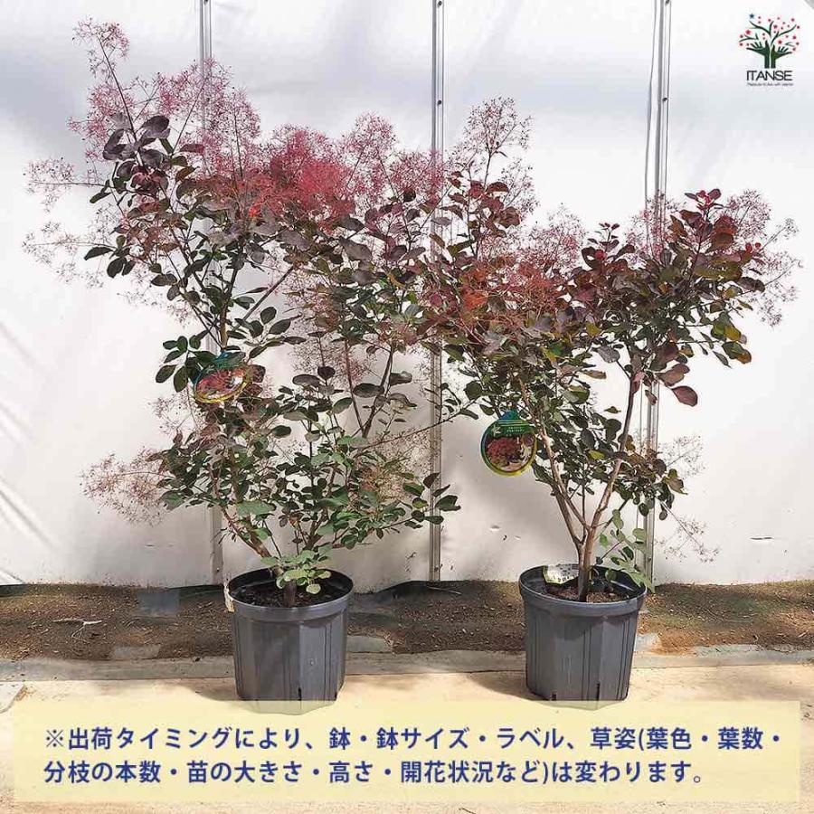 スモークツリー ダスキーメイデン 【花木苗 8号／1個売り】 【公式通販】