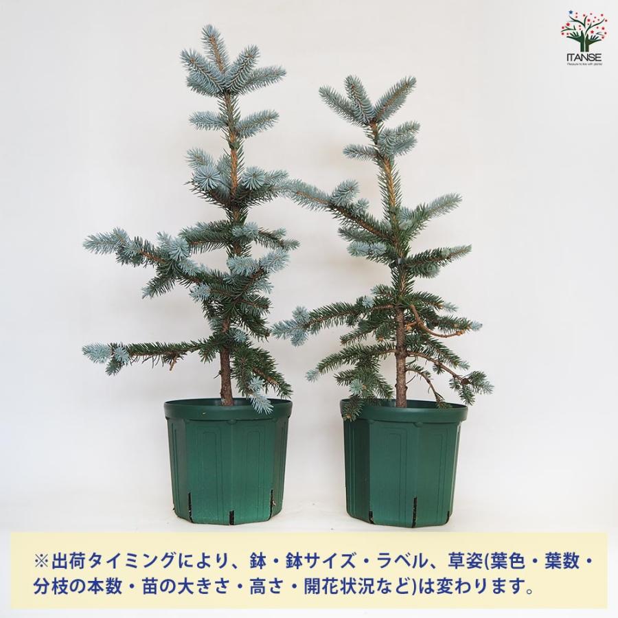 ピセア プンゲンス ホプシー 【花木苗 8号／1個売り】 : shopooo by