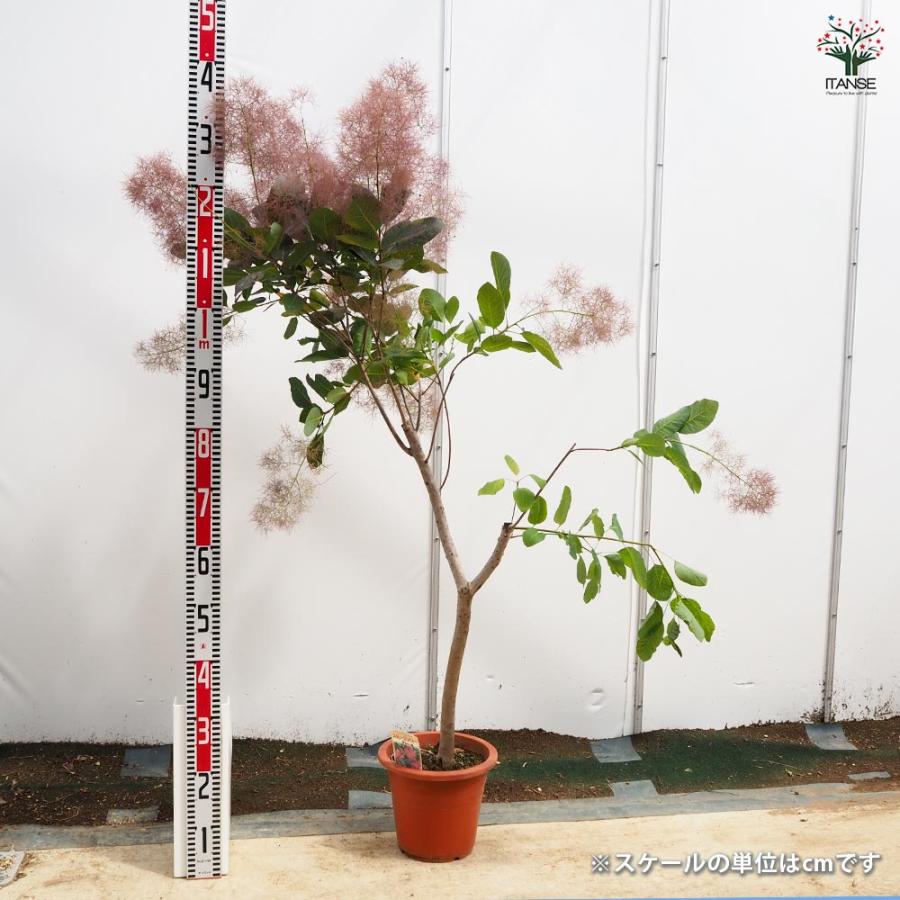 スモークツリー グレース 【花木苗 7号／1個売り】 : shopooo by GMO