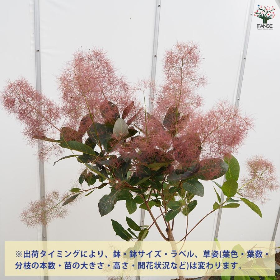 スモークツリー グレース 【花木苗 7号／1個売り】 : shopooo by GMO