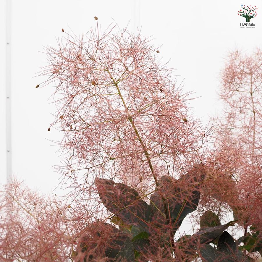 スモークツリー グレース 【花木苗 7号／1個売り】 : shopooo by GMO