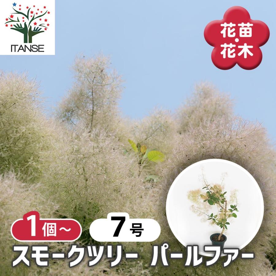 スモークツリー パールファー 【花木苗 7号／1個売り】 : shopooo by