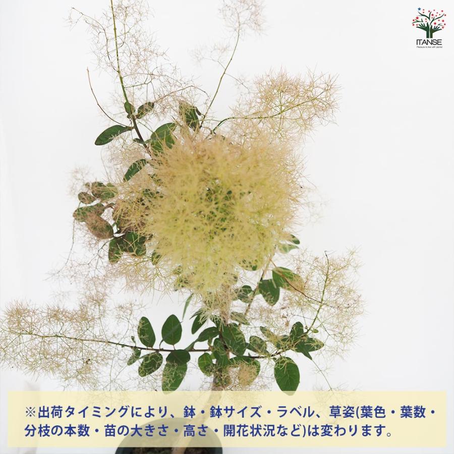 スモークツリー パールファー 【花木苗 7号／1個売り】 : shopooo by