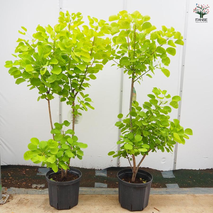 くぅ　スモークツリー ゴールデンスピリット　高さ170cm 大株10号 くぅ様専用 スモークツリー ゴールデンスピリット 高さ170cm 大