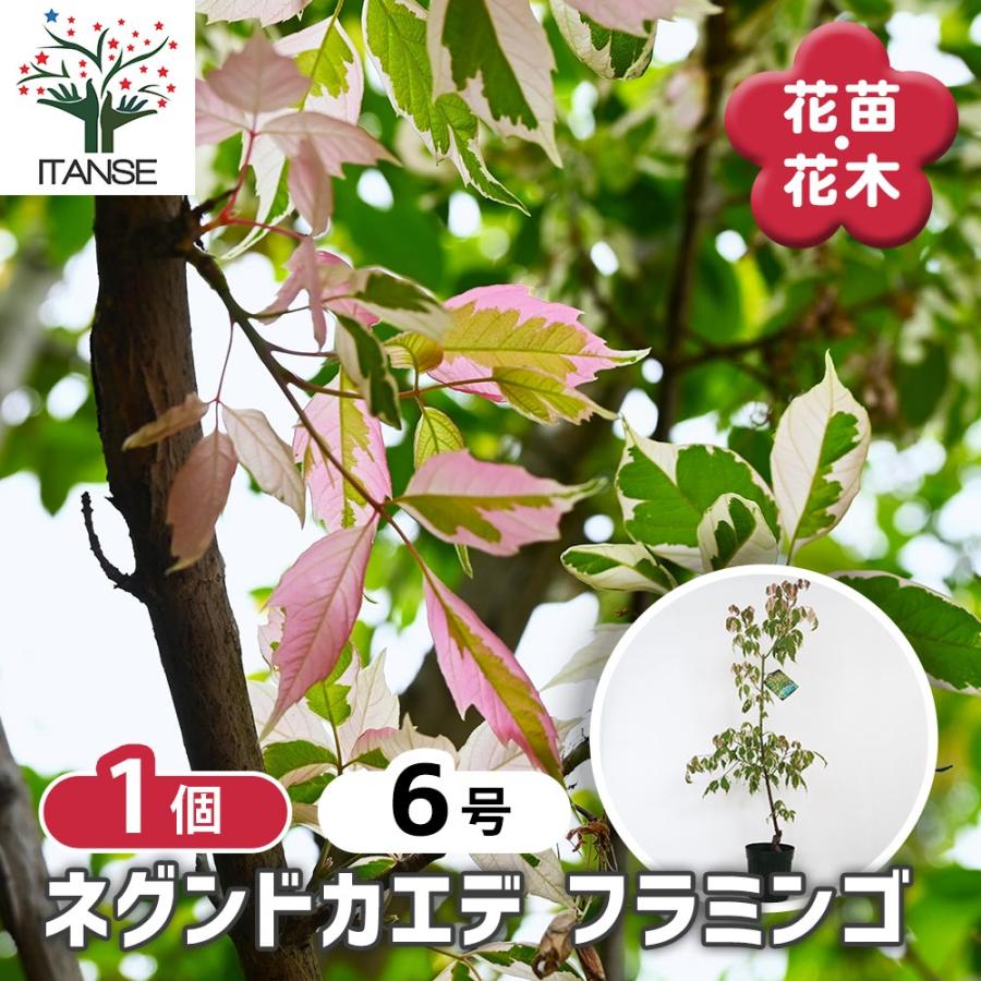 ネグンドカエデ フラミンゴ 【花木苗 6号／1個売り】 : shopooo by GMO