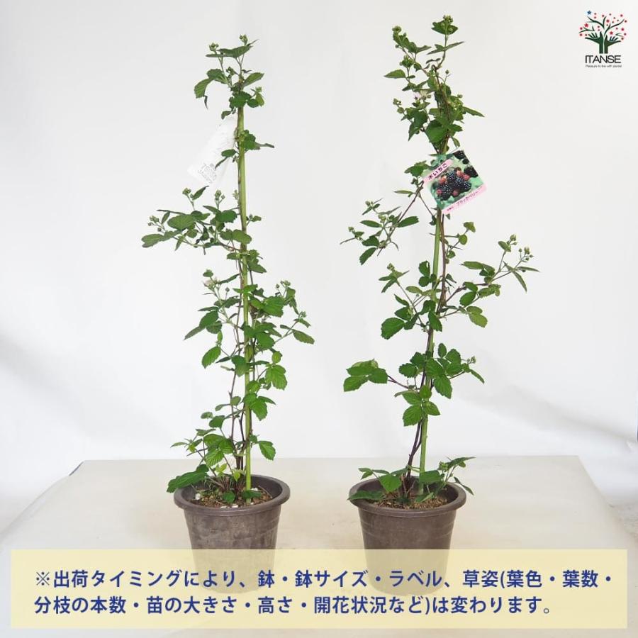 ブラックベリーの苗木 【果樹の苗木 6号／1個売り】 : shopooo by GMO