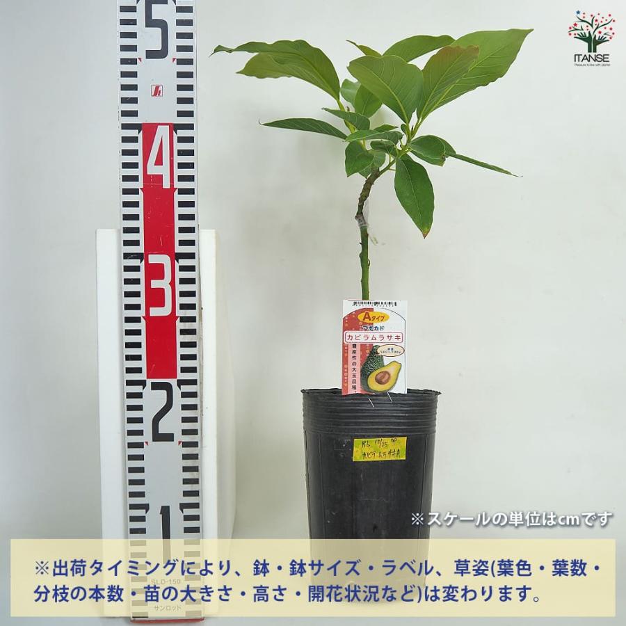 アボカド カビラムラサキ 【果樹の苗木 4.5号／1個売り】 : shopooo by