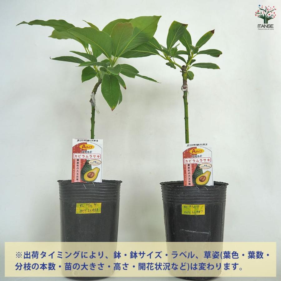 アボカド カビラムラサキ 【果樹の苗木 4.5号／1個売り】 : shopooo by