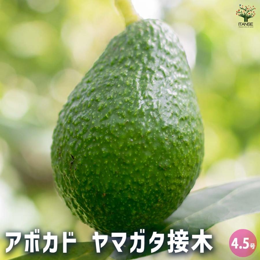 アボカド大株苗【現品】 アボカド苗木の通販 | 苗の価格比較ならビカム