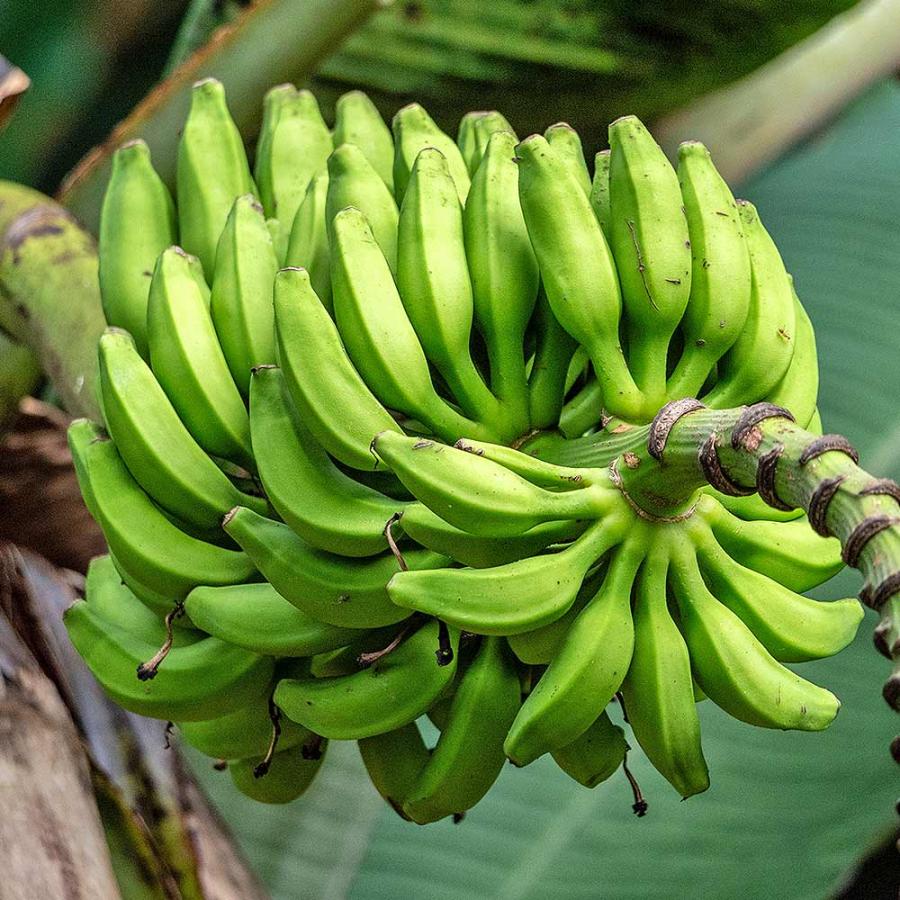 バナナの苗 スーパードワーフキャベンディッシュ 【果樹の苗 4号／1個