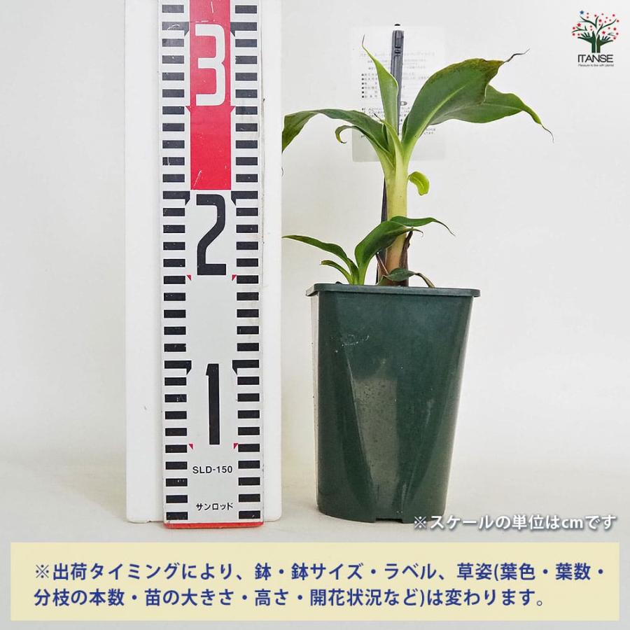 バナナの苗 スーパードワーフキャベンディッシュ 【果樹の苗 4号／1個 
