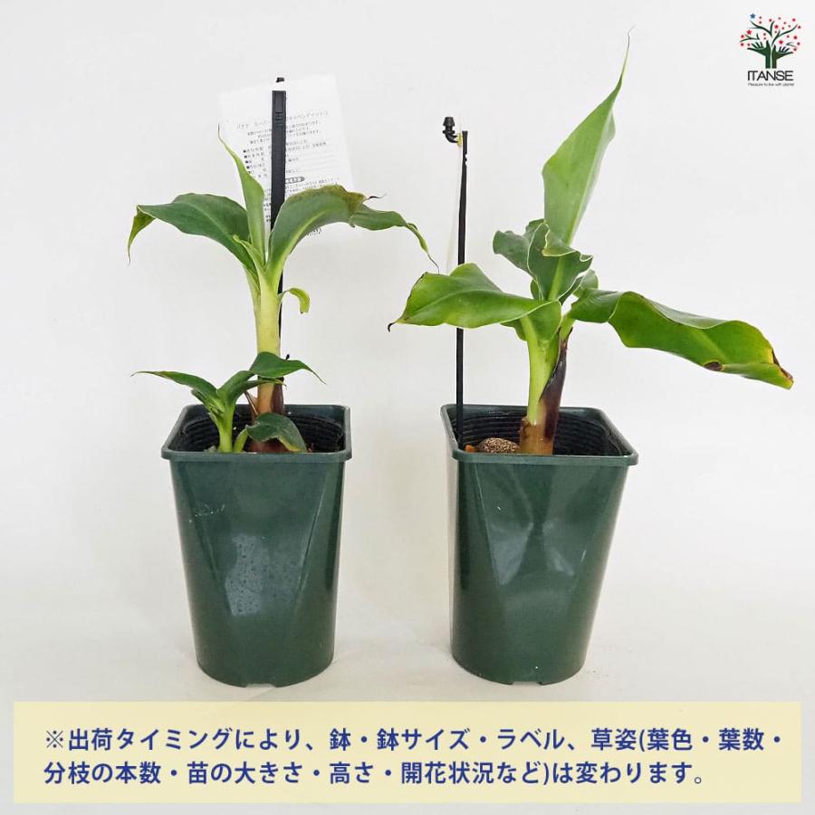 バナナの苗 スーパードワーフキャベンディッシュ 【果樹の苗 4号／1個