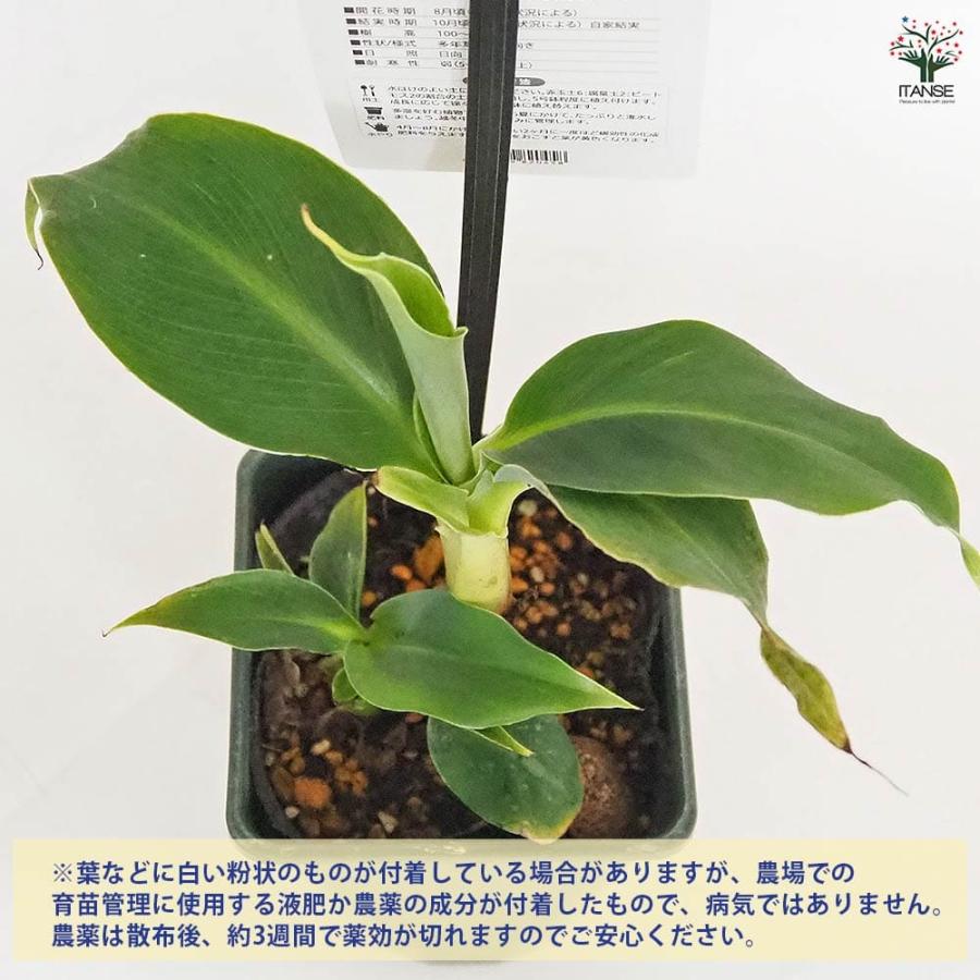 バナナの苗 スーパードワーフキャベンディッシュ 【果樹の苗 4号／1個