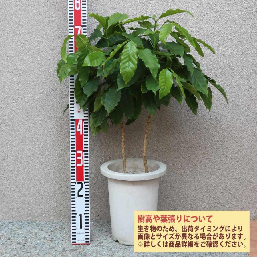 コーヒーの木(アラビカ種)【果樹苗 21cmポット実生苗／1個】 : shopooo
