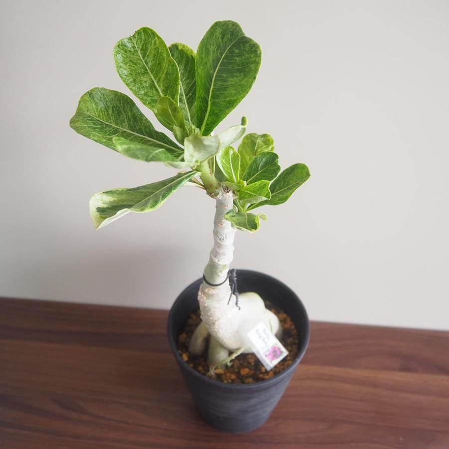 アデニウム オベスム 斑入 Dang Rung Thong 【観葉植物 4号／1個売り