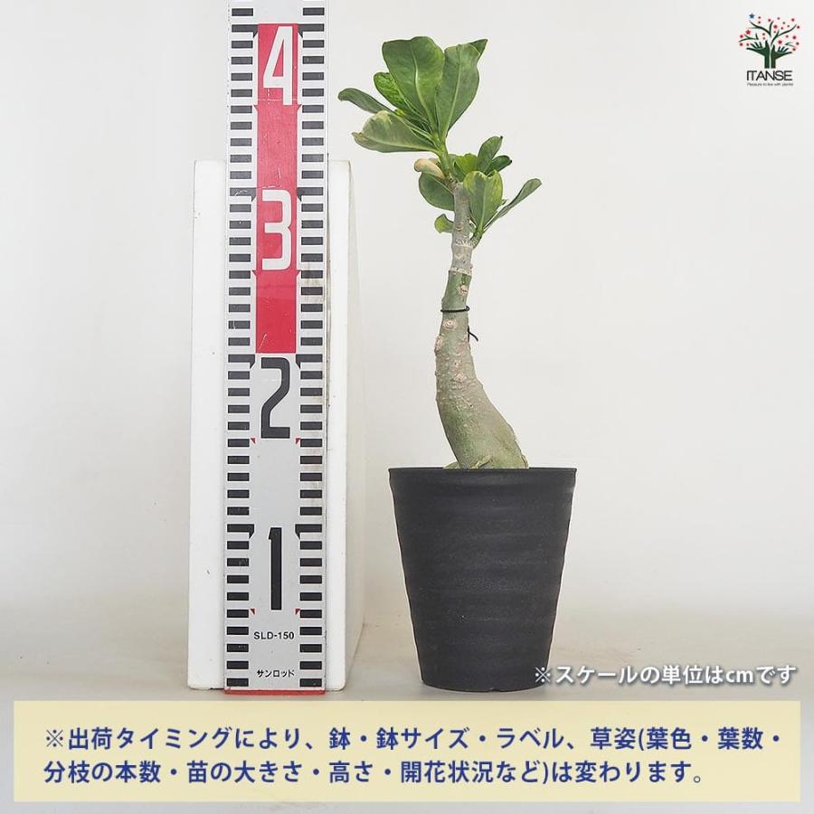アデニウム オベスム 斑入 Dang Rung Thong 【観葉植物 4号／1個売り