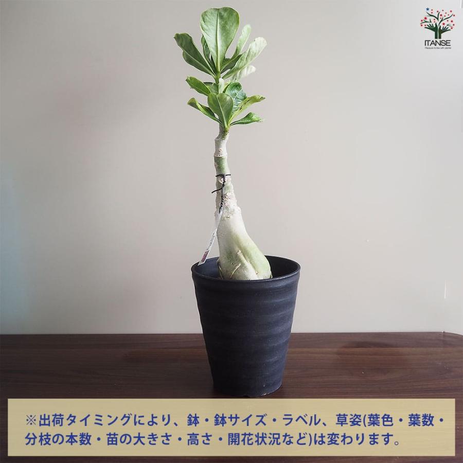 アデニウム オベスム 斑入 Dang Rung Thong 【観葉植物 4号／1個売り