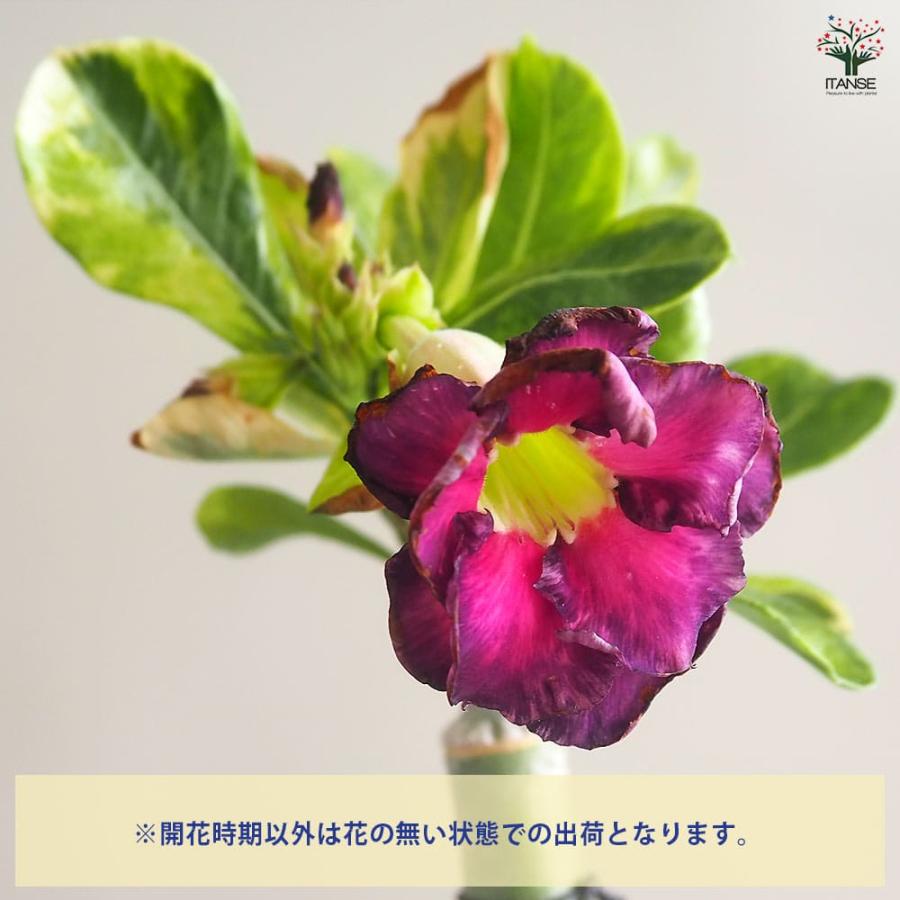 アデニウム オベスム 斑入 Dang Rung Thong 【観葉植物 4号／1個売り