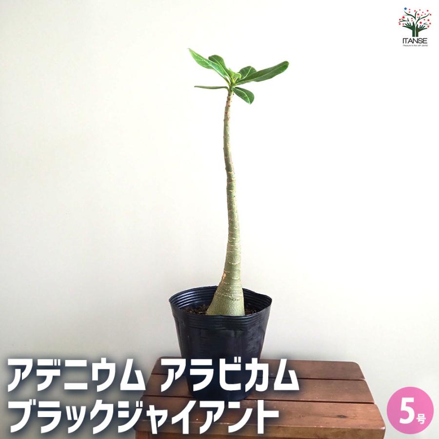 アデニウム アラビカム ブラックジャイアント 【観葉植物 5号／1個売り