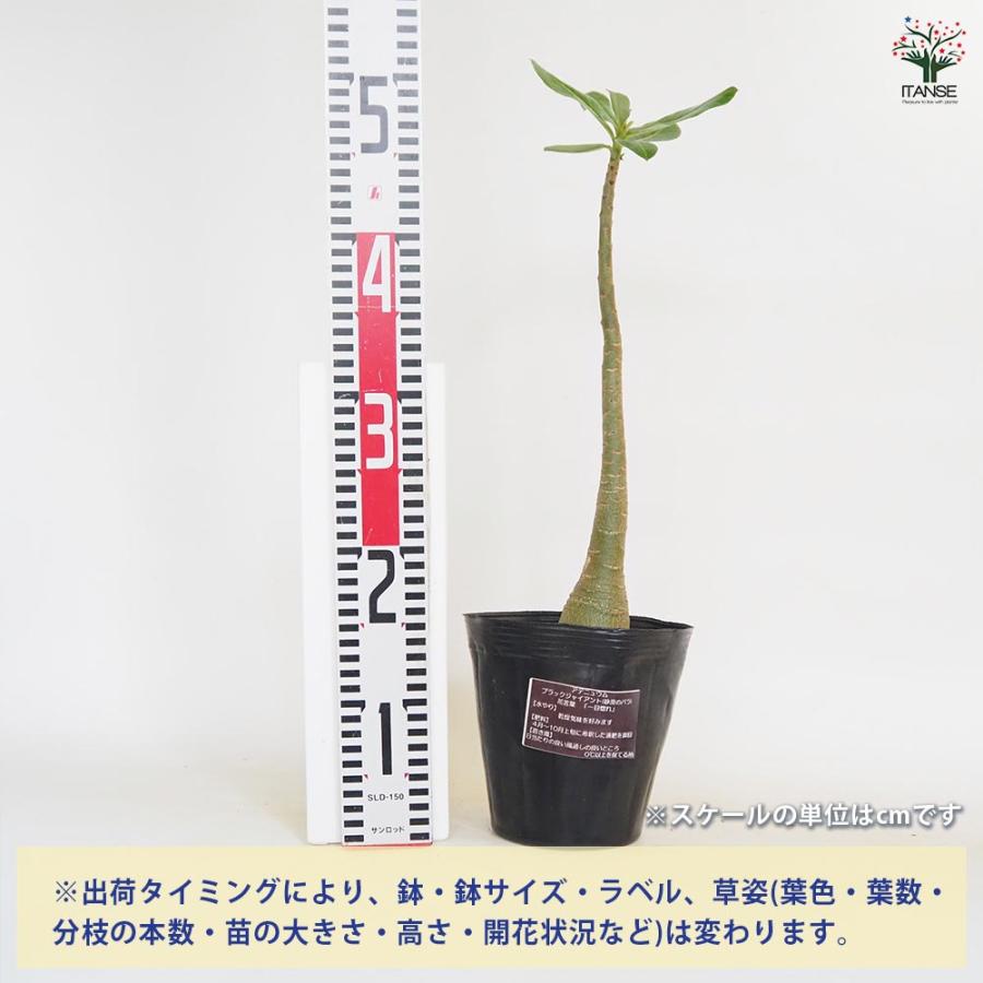 アデニウム アラビカム ブラックジャイアント 【観葉植物 5号／1個売り