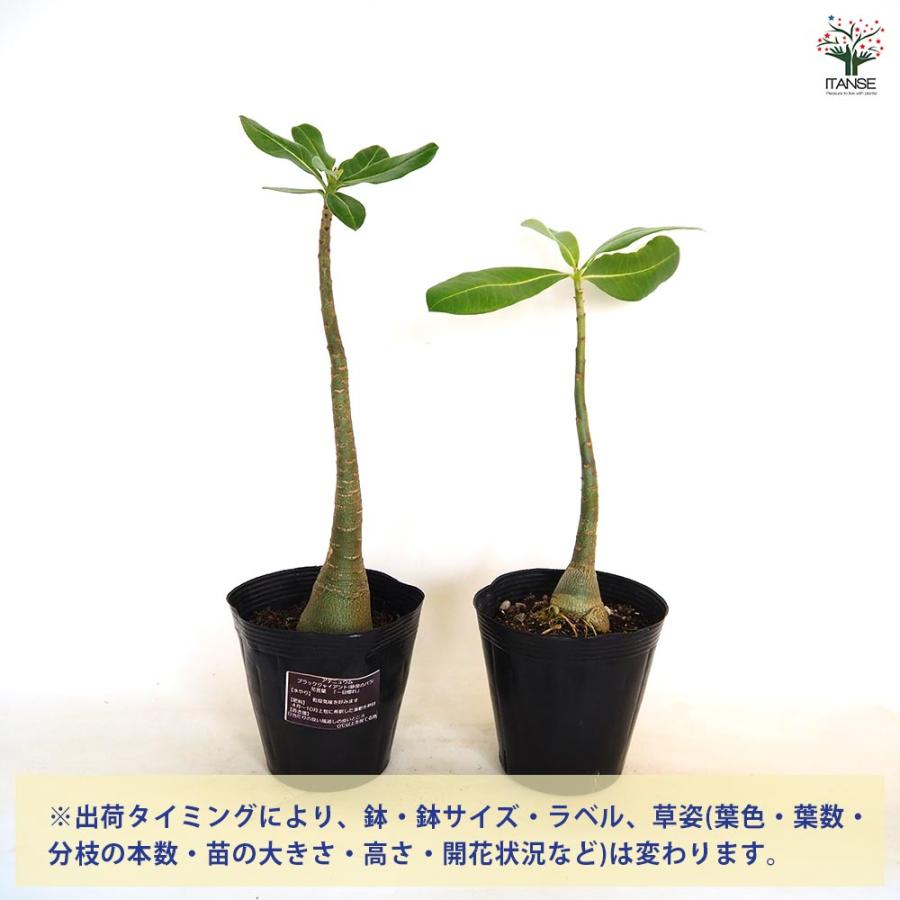 アデニウム アラビカム ブラックジャイアント 【観葉植物 5号／1個売り