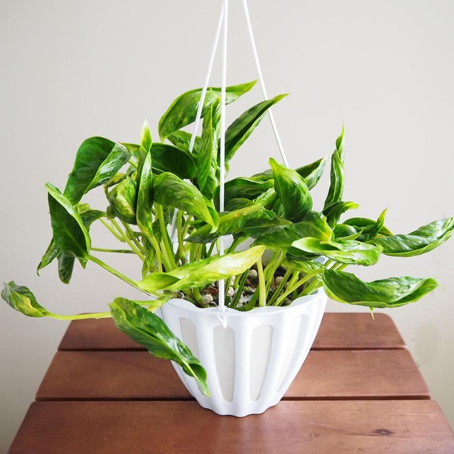 ポトス テルノサンシャイン 吊鉢【観葉植物 5号／1個売り】 : shopooo
