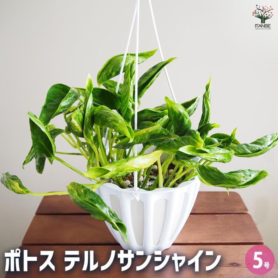 ポトス テルノサンシャイン 吊鉢【観葉植物 5号／1個売り】 : shopooo