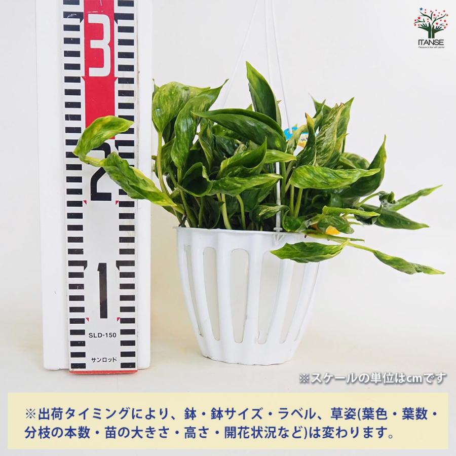 ポトス テルノサンシャイン 吊鉢【観葉植物 5号／1個売り】 : shopooo