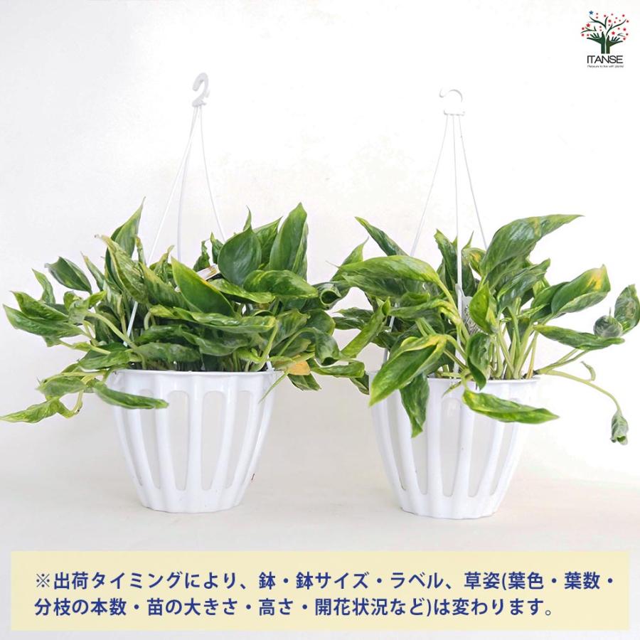 ポトス テルノサンシャイン 吊鉢【観葉植物 5号／1個売り】 : shopooo