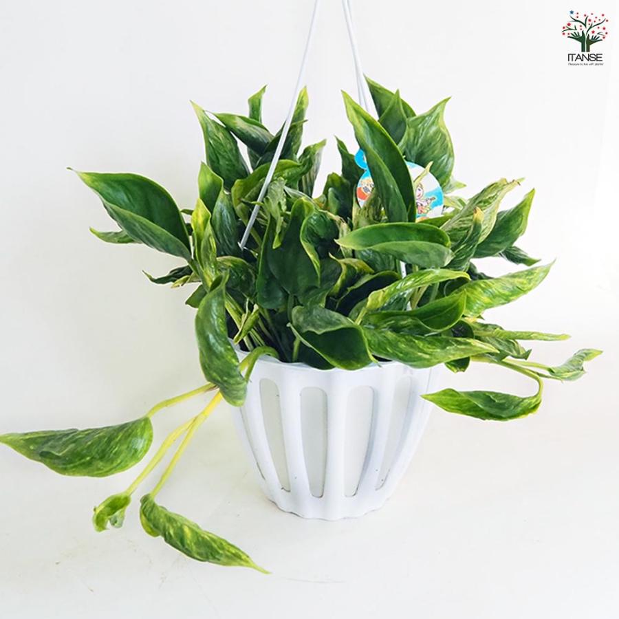 ポトス テルノサンシャイン 吊鉢【観葉植物 5号／1個売り】 : shopooo
