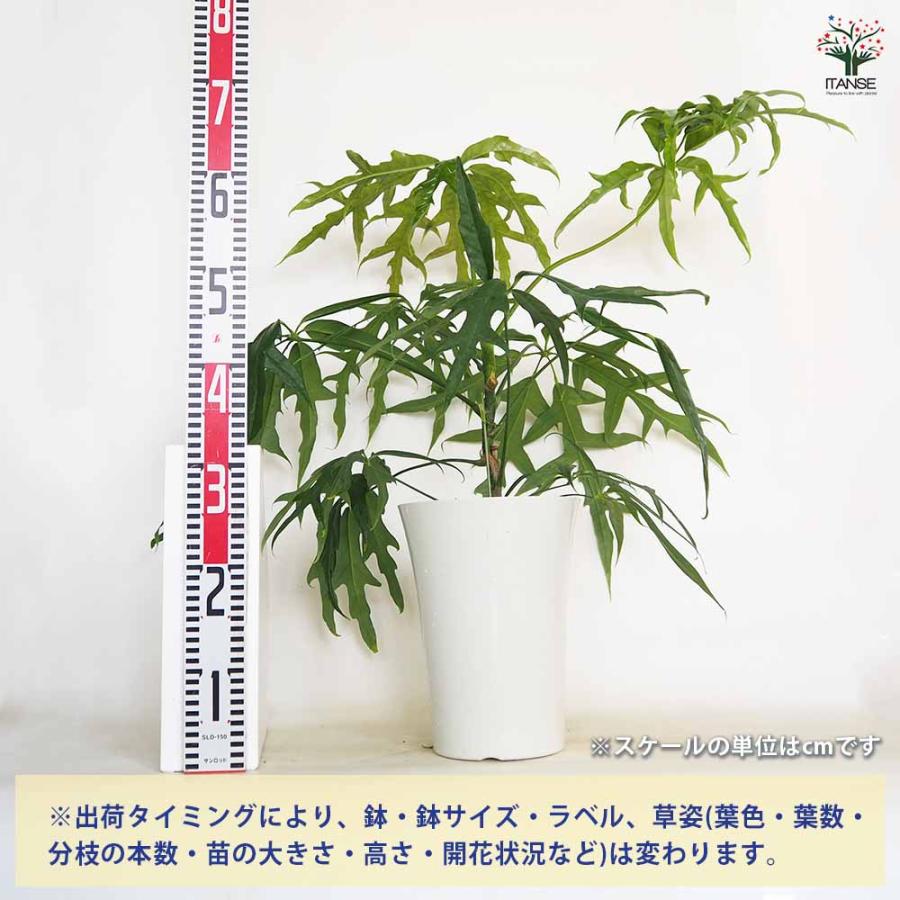 シェフレラ ノバ 【観葉植物 7号／1個売り】 : shopooo by GMO - 通販