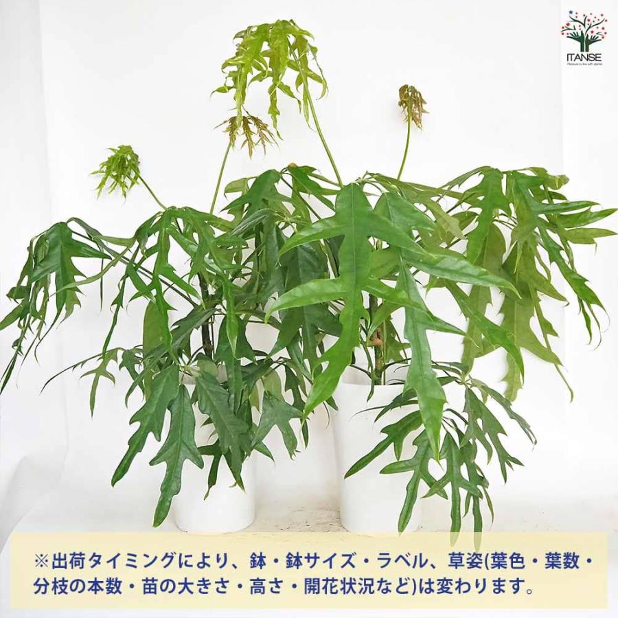 シェフレラ ノバ 【観葉植物 7号／1個売り】 : shopooo by GMO - 通販