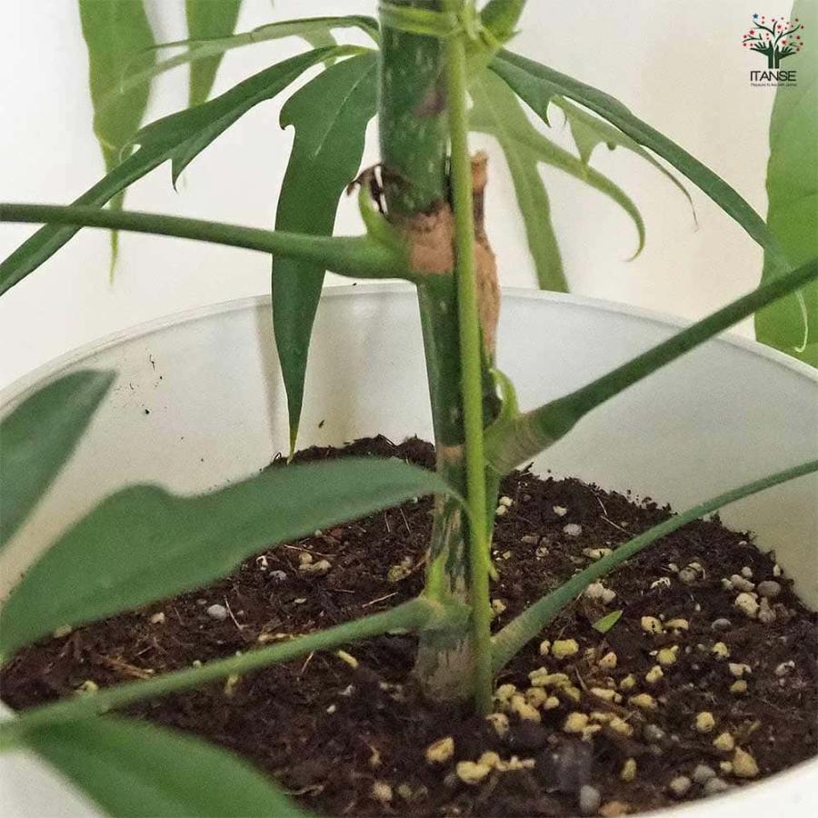 シェフレラ ノバ 【観葉植物 7号／1個売り】 : shopooo by GMO - 通販