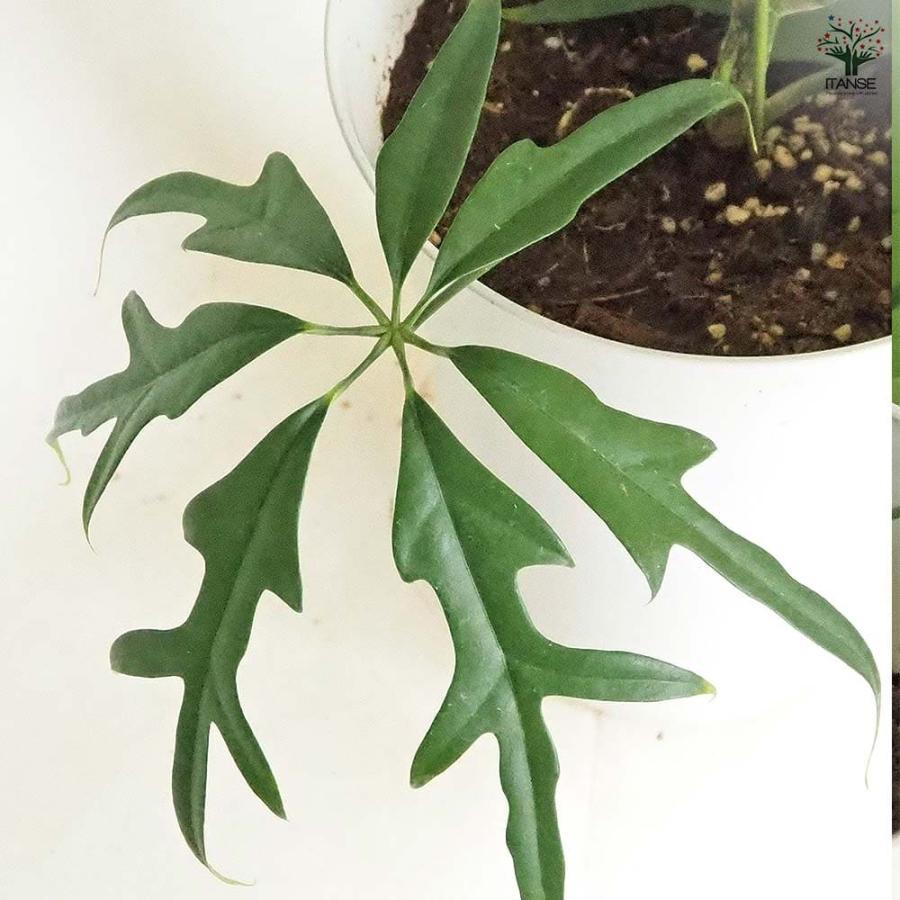 シェフレラ ノバ 【観葉植物 7号／1個売り】 : shopooo by GMO - 通販