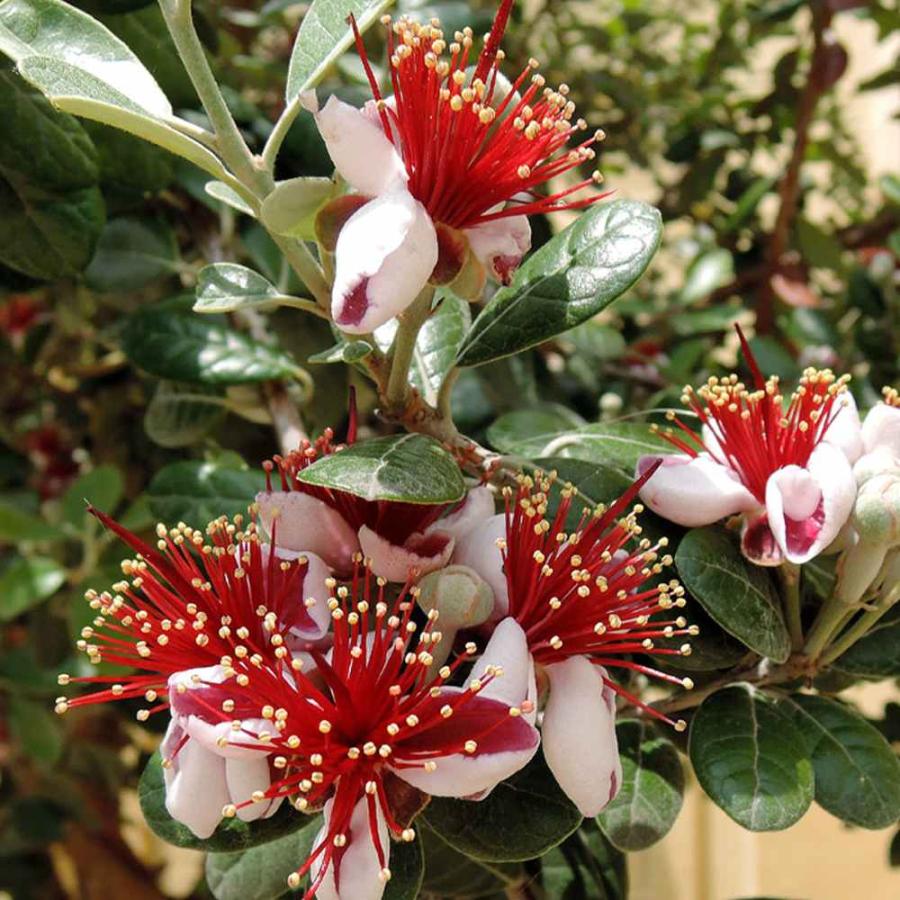 フェイジョア クーリッジ 花も美しい庭園向き果樹 18cmポット 樹高約40 60cm 送料込み価格 九州圃場より直送 1 Itanse 131 Shopooo By Gmo 通販 Yahoo ショッピング