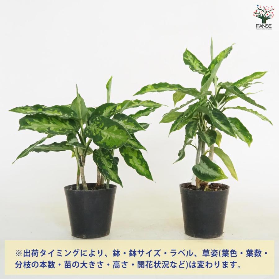 アグラオネマ ピクタム トリカラー 【観葉植物 3号／1個売り