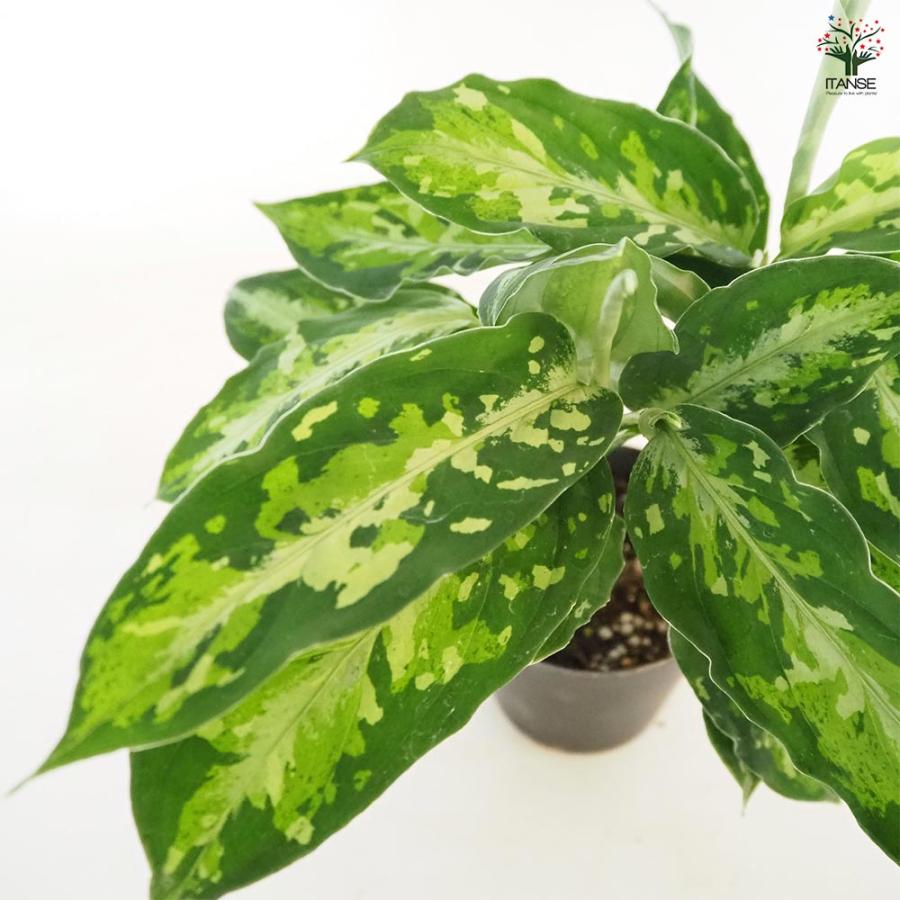 アグラオネマ ピクタム トリカラー 【観葉植物 3号／1個売り