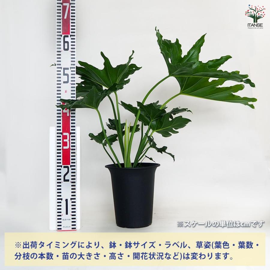フィロデンドロン セローム 【観葉植物 6号／1個売り】 : shopooo by