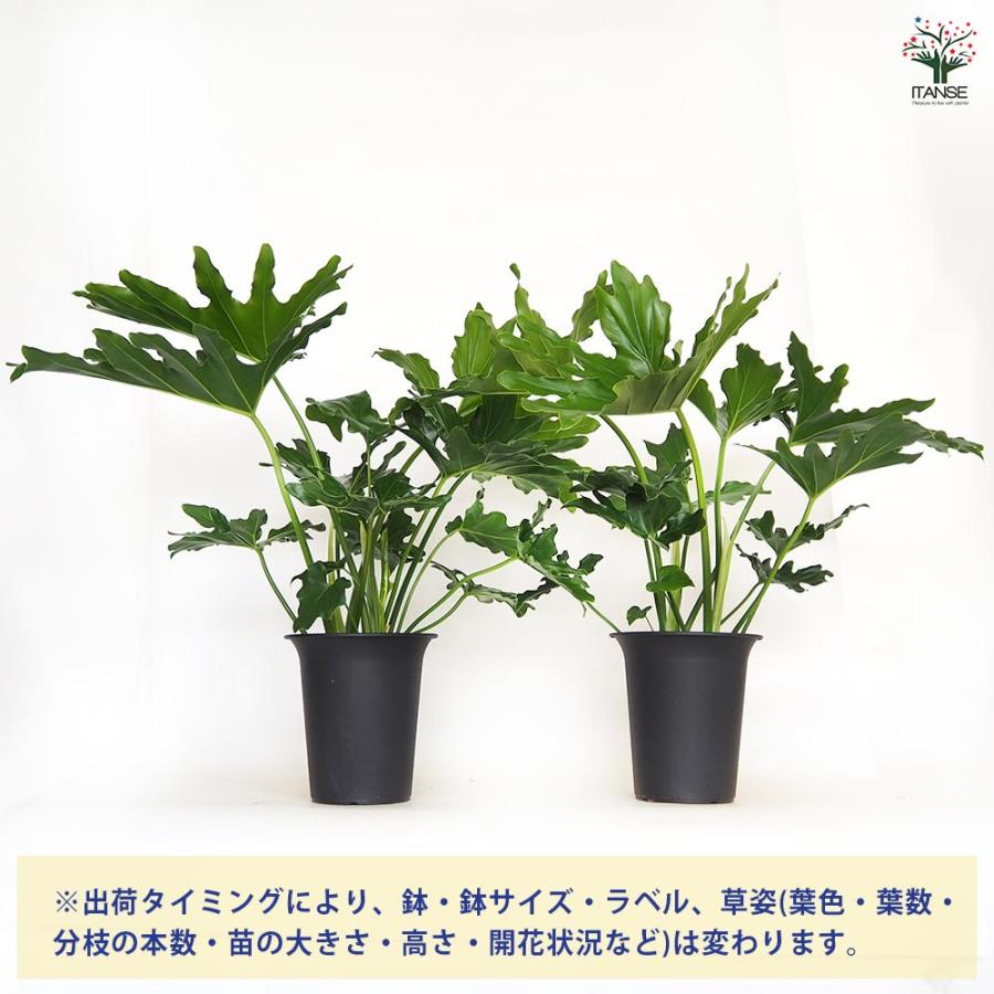 B*n様 5株セット　ms42フィロデンドロン・セローム・斑入り　希少品種　観葉 フィロデンドロン セローム 【観葉植物 6号／1個売り】 : shopooo by