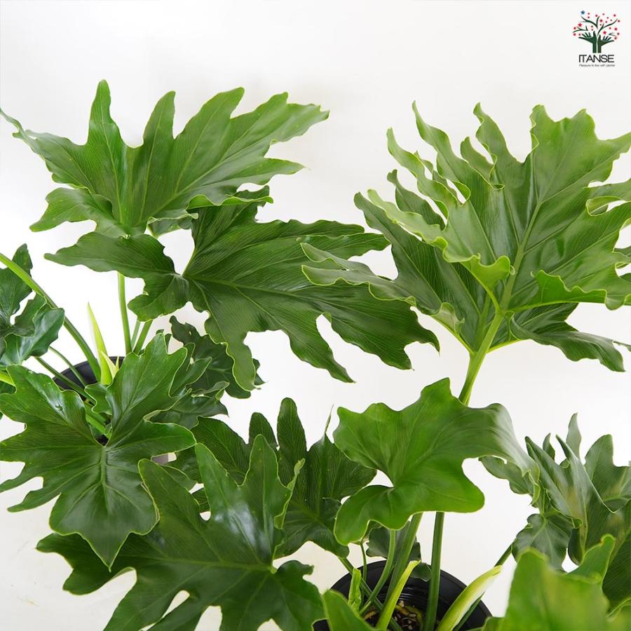 フィロデンドロン セローム 【観葉植物 6号／1個売り】 : shopooo by