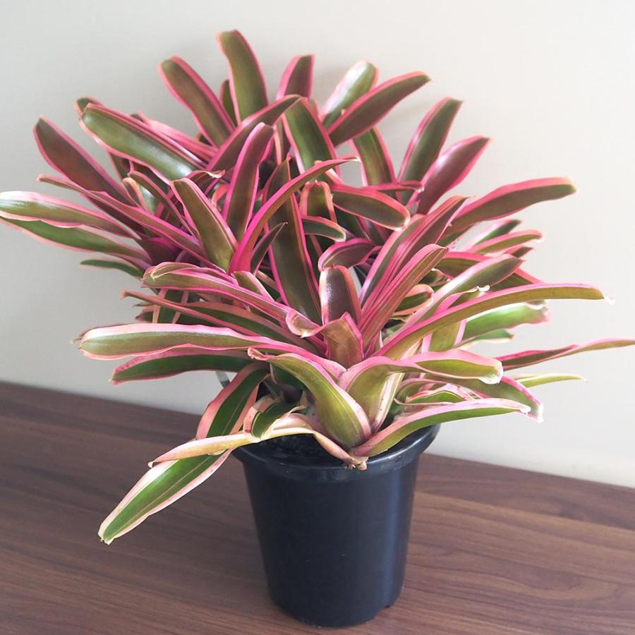 ネオレゲリア ファイヤーボール バリエガータ 【観葉植物 5号／1個売り