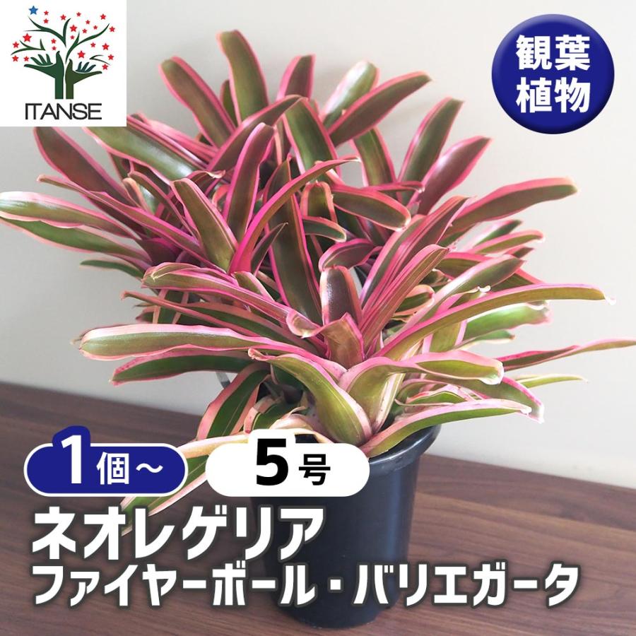 ネオレゲリア ファイヤーボール バリエガータ 【観葉植物 5号／1個売り