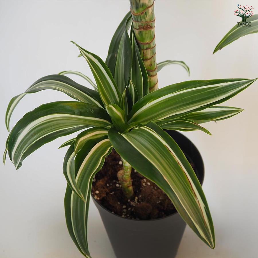 ドラセナ ジェイドジュエル 【観葉植物 7号／1個売り】 : shopooo by
